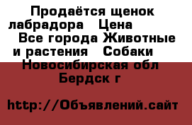 Продаётся щенок лабрадора › Цена ­ 30 000 - Все города Животные и растения » Собаки   . Новосибирская обл.,Бердск г.